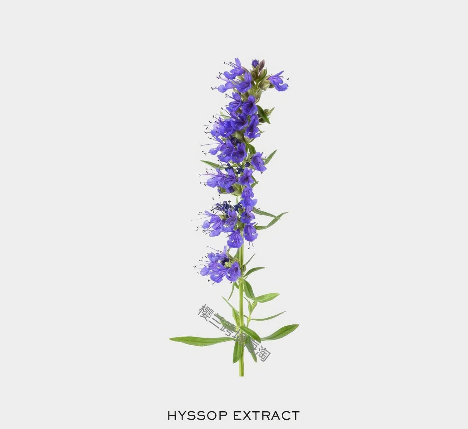 Arencia Holy Hyssop Serum 30 50ml